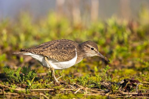 Common Sandpiper (Actitis hypoleucos), North Rhine-Westphalia, Germany, Europe