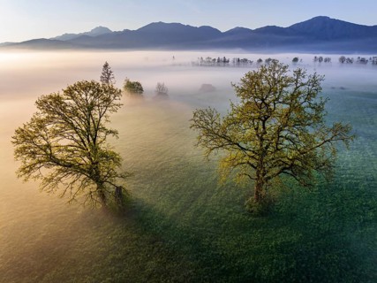 Aerial view, trees, light green leaves, oak, morning light, fog, mountains, sunny, backlight,
