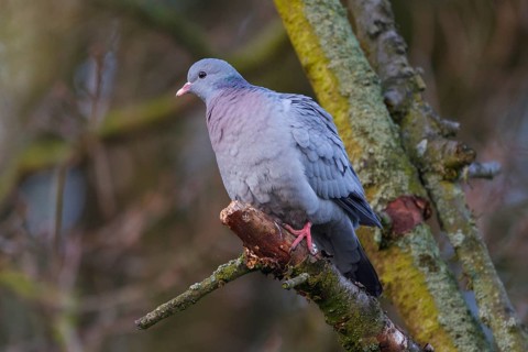 Stock Dove (Columba oenas), North Rhine-Westphalia, Germany, Europe