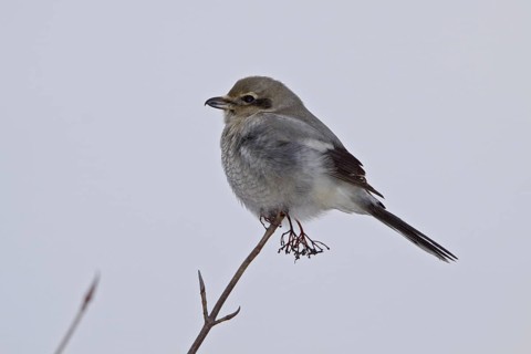 Great Grey Shrike (Lanius excubitor) female, Ontario, Canada, North America