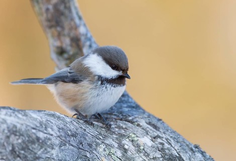 Siberian Tit (Grey-headed Chickadee) - Lapplandmeise - Poecile cinctus