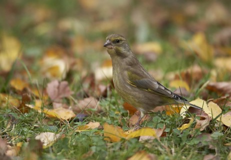 European Greenfinch (Chloris chloris), Mecklenburg-Western Pomerania, Germany, Europe