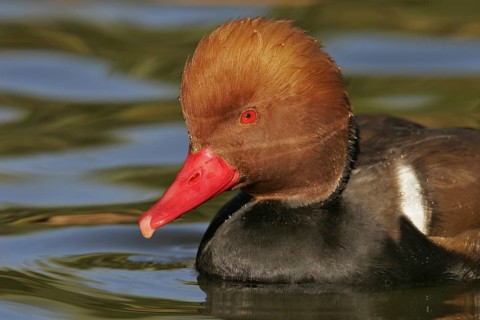Red-crested Pochard (Netta rufina) male, Arizona, USA, North America