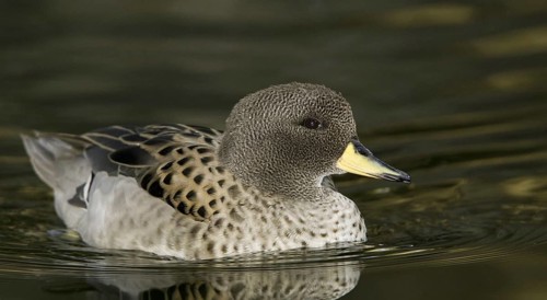 Yellow-billed Teal (Anas flavirostris), Arizona, USA, North America