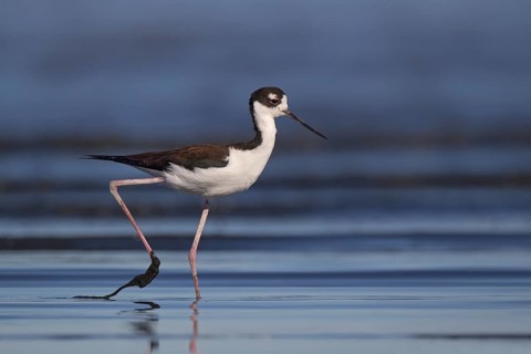 Black-necked Stilt (Himantopus mexicanus), California, USA, North America
