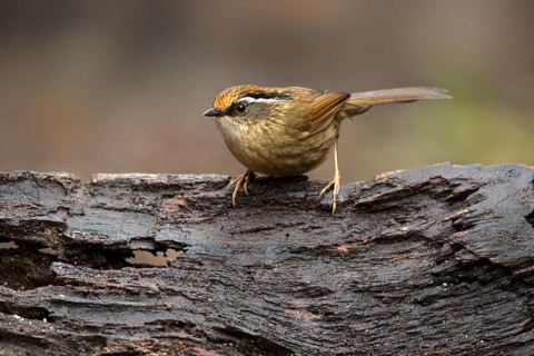 Braunkappenalcippe (Alcippe dubia), Yunnan, China, Asia