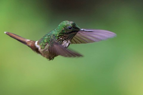 Festive Coquette (Lophornis chalybeus) flying and feeding at a flower in the Atlantic rainforest of