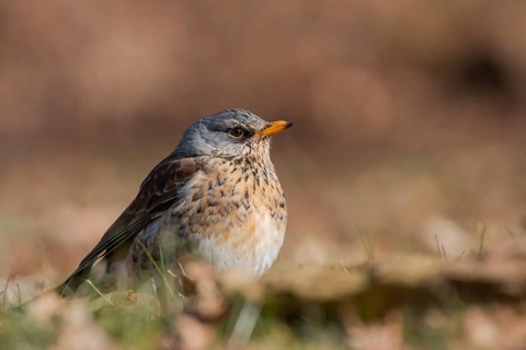 Fieldfare (Turdus pilaris), Lower Saxony, Germany, Europe