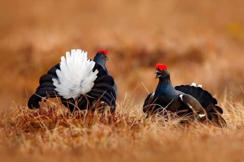 Two Black grouse fight on the bog meadow. Lekking nice bird Grouse, Tetrao tetrix, in marshland,