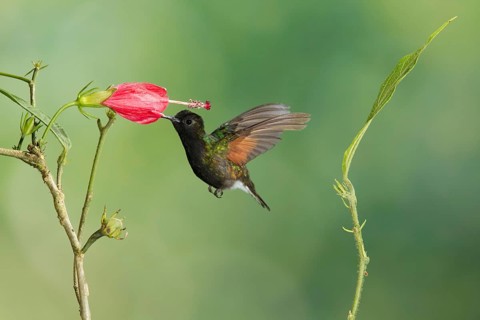 Black-bellied Hummingbird (Eupherusa nigriventris), Costa Rica, Central America