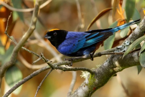 Golden-crowned Tanager (Iridosornis rufivertex) perched on a branch in the Andes Mountains of