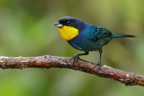 Purplish-mantled Tanager (Iridosornis porphyrocephalus) perched on a branch in the Andes Mountains