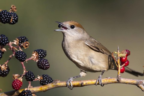 Eurasian Blackcap (Sylvia atricapilla) female, Castile-La Mancha, Spain, Europe