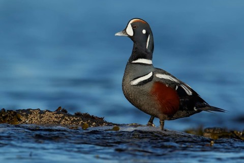 Harlequin Duck (Histrionicus histrionicus) in the ocean near Victoria, British Columbia, Canada,