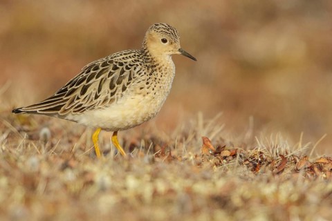 Buff-breasted Sandpiper (Calidris subruficollis) feeding on the tundra in Northern Alaska