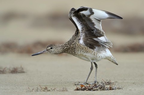 Willet (Tringa semipalmata), Texas, USA, North America