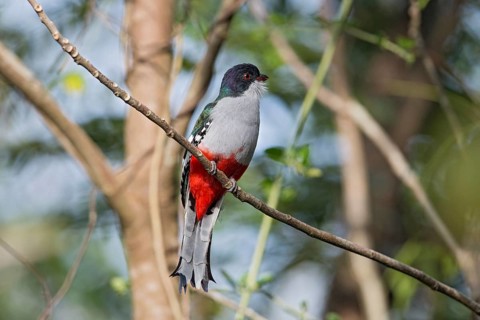 Cuban Trogon (Priotelus temnurus), Cuba, Central America