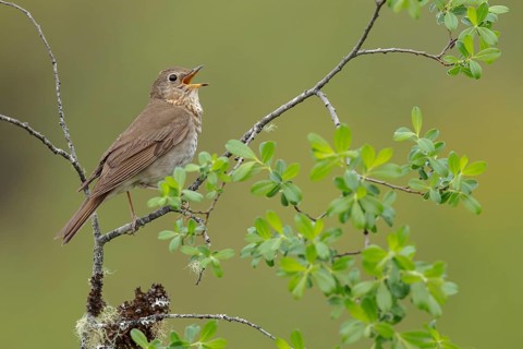 Swainson's Thrush (Catharus ustulatus) perched on a branch in Victoria, BC, Canada, North America