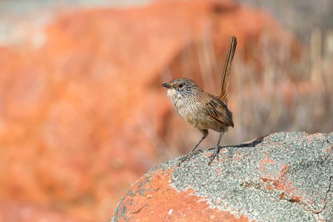 Short-tailed Grasswren (Amytornis merrotsyi), Australia, Oceania