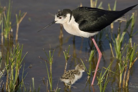 Black-winged Stilt (Himantopus himantopus) juvenile, Burgenland, Austria, Europe