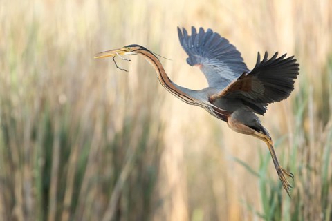 Purple Heron (Ardea purpurea) flying, Baden-Wuerttemberg, Germany, Europe