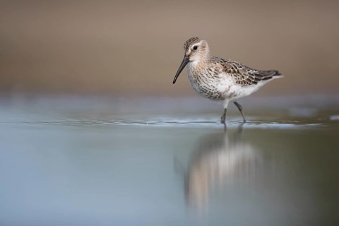Dunlin (Calidris alpina) foraging, Mecklenburg-Western Pomerania, Germany, Europe