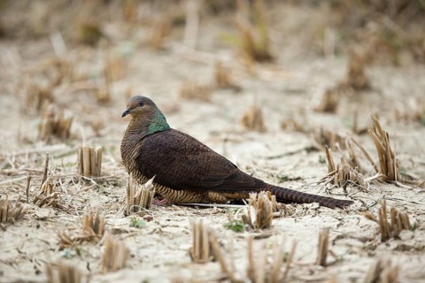 Barred Cuckoo-Dove (Macropygia unchall tusalia) foraging on ground, Punakha, Bhutan, Asia