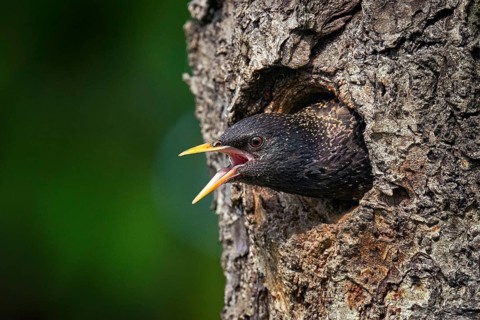 Starling spring nesting in tree nest hole. European Starling, Sturnus vulgaris, dark bird in