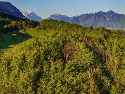 Aerial view, trees, forest, light green leaves, morning light, mountains, sunny, spring, near