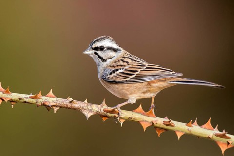 Rock Bunting (Emberiza cia) perched on a thorny branch, Aragon, Spain, Europe