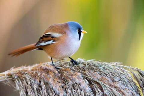 Bearded Reedling (Panurus biarmicus) male perched on reed, Castile-La Mancha, Spain, Europe