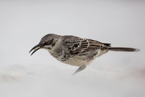 Hood Mockingbird (Mimus macdonaldi), Galapagos, Ecuador, South America