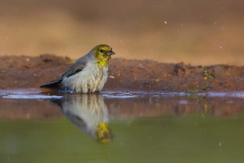Verdin (Auriparus flaviceps) bathing, Texas, USA, North America