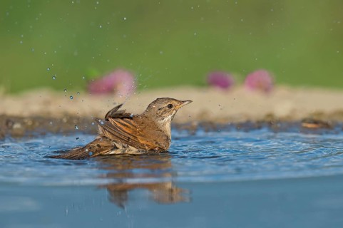 Common Whitethroat (Sylvia communis) bathing at waterhole, Aosta Valley, Italy, Europe