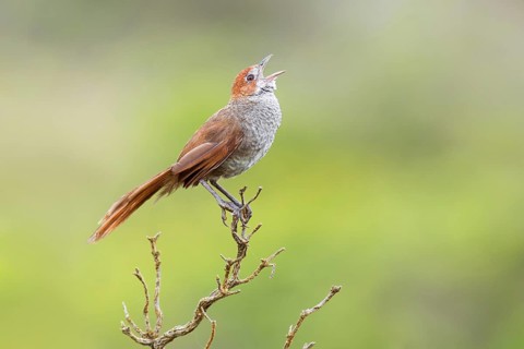 Rufous Bristlebird (Dasyornis broadbenti) male singing, Victoria, Australia, Oceania