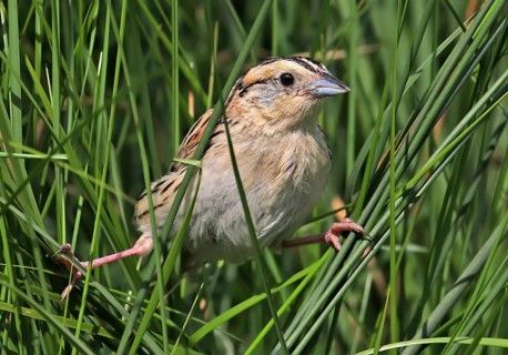 Le Conte's Sparrow (Ammodramus leconteii), Saskatchewan, Canada, North America