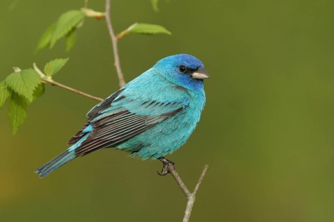 Indigo Bunting (Passerina cyanea) male, Ohio, USA, North America