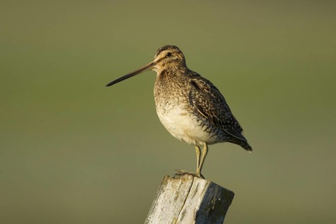 Common Snipe (Gallinago gallinago), Iceland, Europe