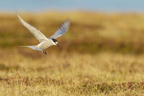 Aleutian Tern (Onychoprion aleuticus) flying near Nome, Alaska