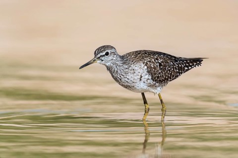 Wood Sandpiper (Tringa glareola) foraging, Eilat, Israel, Asia