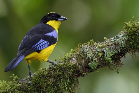 Blue-winged Mountain Tanager (Anisognathus somptuosus), Ecuador, South America