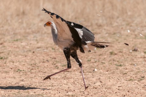 Secretarybird (Sagittarius serpentarius), Northern Cape, South Africa, Africa
