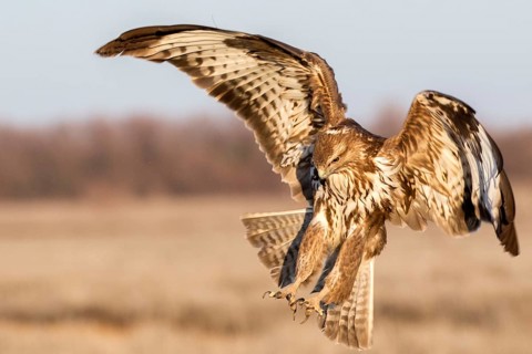 Common Buzzard (Buteo buteo) landing, Castile-La Mancha, Spain, Europe