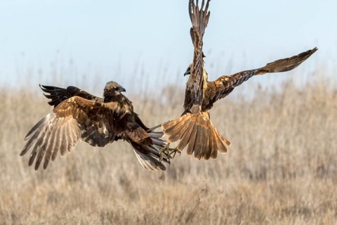 Western Marsh Harrier (Circus aeruginosus) female fighting, Castile-La Mancha, Spain, Europe