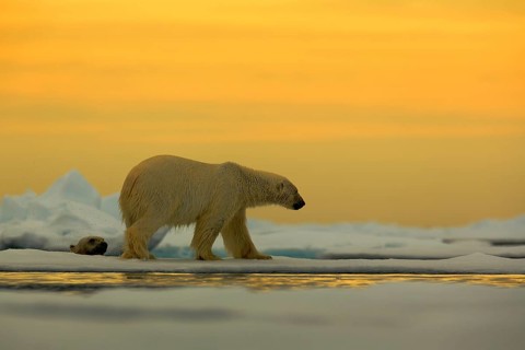 Polar bear on the drift ice with snow, with evening yellow sun, Svalbard, Norway, Europe