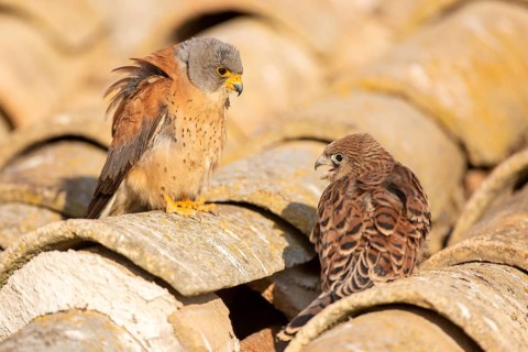 Lesser Kestrel (Falco naumanni) male with young on a roof, Castile-La Mancha, Spain, Europe
