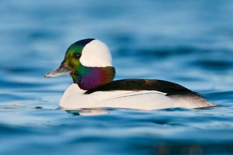 Bufflehead (Bucephala albeola) male, British Columbia, Canada, North America