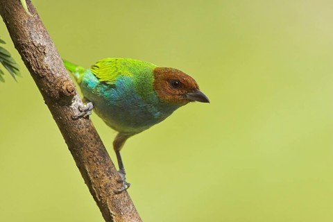 Bay-headed Tanager (Tangara gyrola), Costa Rica, Central America