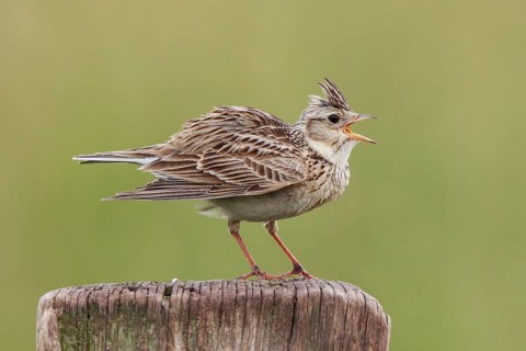 Eurasian Skylark (Alauda arvensis) singing from pale, North Rhine-Westphalia, Germany, Europe