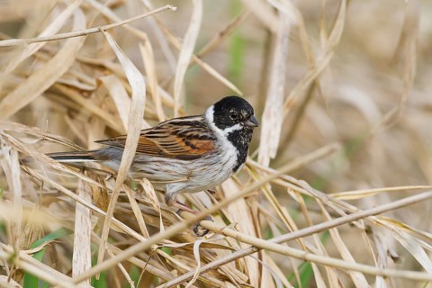 Reed Bunting - Rohrammer - Emberiza schoeniclus ssp. schoeniclus, Germany, adult male, Europe